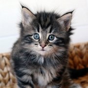 Yukin, 5 weeks