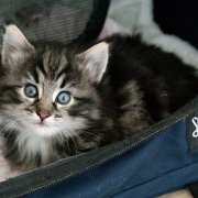 Yuma, 5 weeks