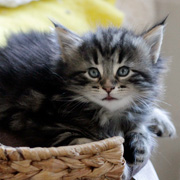 Yuma, 5 weeks