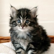 Yuma, 5 weeks