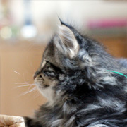 Yuma, 5 weeks