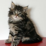 Yukin, 6 weeks