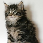Yukin, 6 weeks