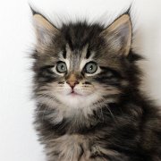 Yukin, 6 weeks