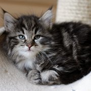 Yuma, 6 weeks