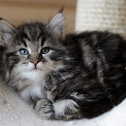 Yuma, 6 weeks