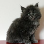 Yumiko, 6 weeks