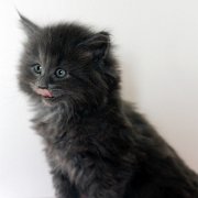 Yumiko, 6 weeks