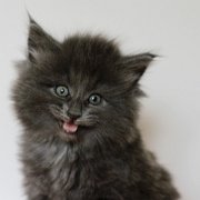 Yumiko, 6 weeks