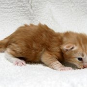 Agent Smith, 2 weeks and 3 days