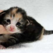 Alicia, 2 weeks and 3 days