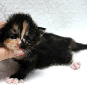 Amelia, 2 weeks and 3 days