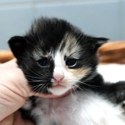 Astor, 2 weeks and 3 days