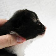 Astor, 2 weeks and 3 days