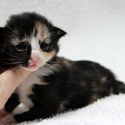 Astor, 2 weeks and 3 days