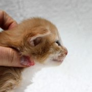 Azorian, 2 weeks and 3 days