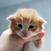 Ako-Azrael, 2 weeks and 3 days
