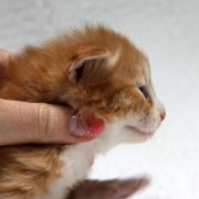 Ako-Azrael, 2 weeks and 3 days