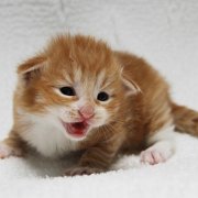 Ako-Azrael, 2 weeks and 3 days