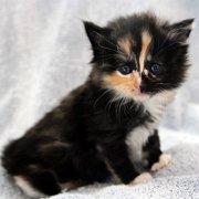 Amelia, 4 weeks and 2 days