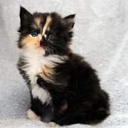 Amelia, 4 weeks and 2 days