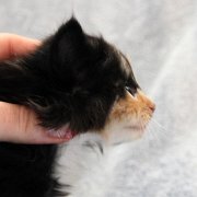 Amelia, 4 weeks and 2 days