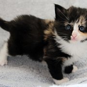 Astor, 4 weeks and 2 days