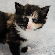 Astor, 4 weeks and 2 days