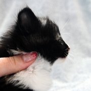 Astor, 4 weeks and 2 days