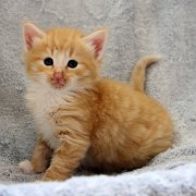 Azorian, 4 weeks and 2 days
