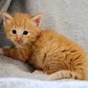 Azorian, 4 weeks and 2 days