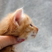 Azorian, 4 weeks and 2 days