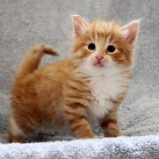 Ako-Azrael, 4 weeks and 2 days