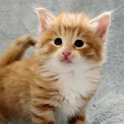 Ako-Azrael, 4 weeks and 2 days