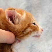 Ako-Azrael, 4 weeks and 2 days