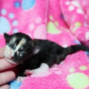 Amelia, 5 days
