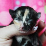 Amelia, 5 days