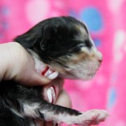 Amelia, 5 days