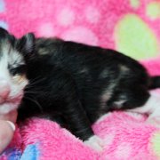 Astor, 5 days