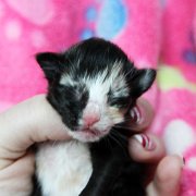Astor, 5 days