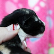 Astor, 5 days