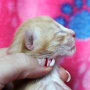 Azorian, 5 days