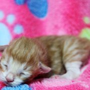 Ako-Azrael, 5 days