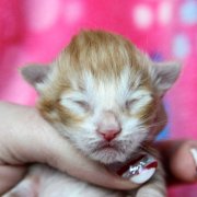 Ako-Azrael, 5 days
