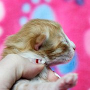 Ako-Azrael, 5 days