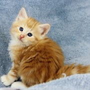 Agent Smith, 5 weeks and 5 days