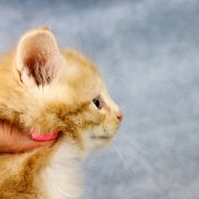 Agent Smith, 5 weeks and 5 days
