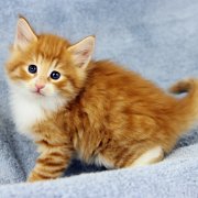 Ako-Azrael, 5 weeks and 5 days