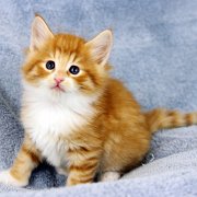 Ako-Azrael, 5 weeks and 5 days