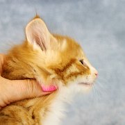 Ako-Azrael, 5 weeks and 5 days